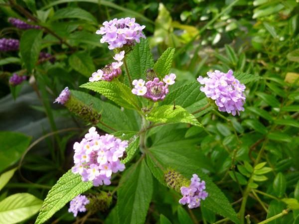 ポップコーン ランタナ Lantana Trifolia の種苗