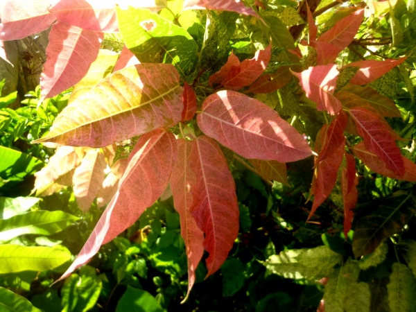 フィクス・ビレンス・スノーストーム（Ficus virens �Snowstorm�）の種苗