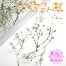 ドライフラワー かすみ草 15本