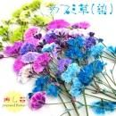 ドライフラワー カラーかすみ草 4色 20本