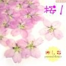 押し花 さくら