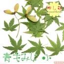 押し花 青もみじ ◆小 20枚