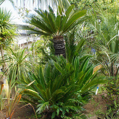 ソテツ 葉尺２ｍ３０ｃｍ ヤシの木 ソテツ ドラセナ 販売 芝生の庭造り Cocos Garden エクステリア