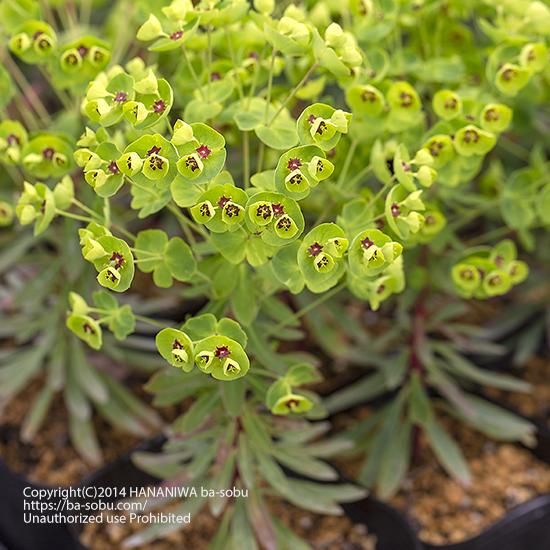 ユーフォルビア 花苗 宿根草 輸入苗販売 花庭ばあそぶ