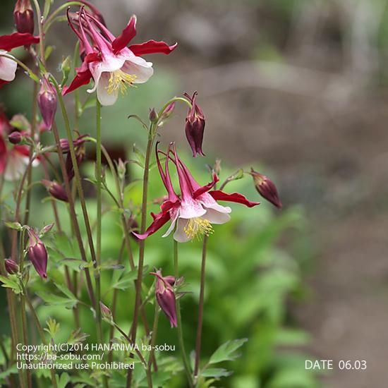 オダマキ クリムソンスター オダマキ 花苗 宿根草 輸入苗販売 花庭ばあそぶ