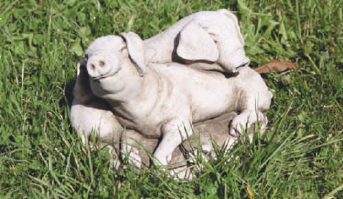 small baby pigs wonderdecor