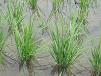 稲の生育管理