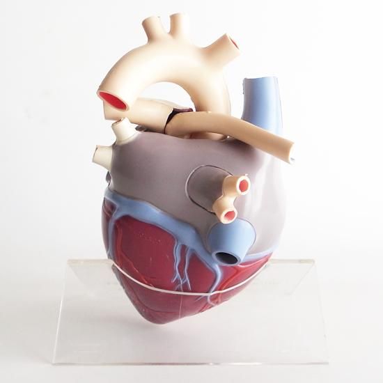 Vintage Miscellaneous: Medical Model / Merck & Co.