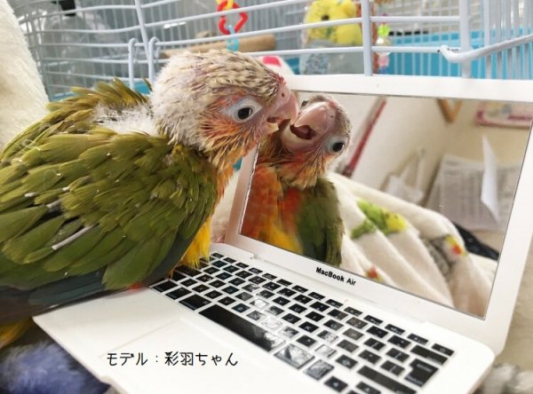 ミニサイズ☆鳥さん専用パソコン型ミラー！ とりまに☆鳥さん用品専門店