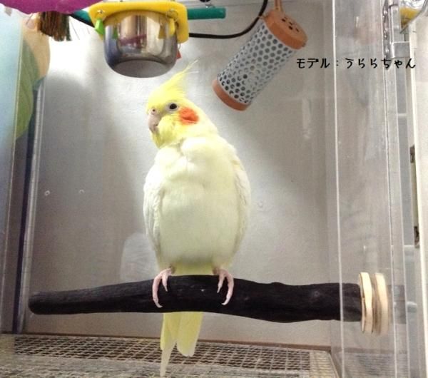 ことりまにあ◇備長炭の止まり木（オカメさんサイズ） - とりまに☆鳥 