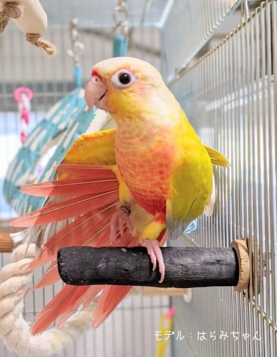 超高品質で人気の186本目 備長炭 とまり木 Mサイズ インコなどの小鳥に