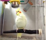 ことりまにあ◇備長炭の止まり木（オカメさんサイズ） - とりまに☆鳥