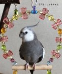 <img class='new_mark_img1' src='https://img.shop-pro.jp/img/new/icons13.gif' style='border:none;display:inline;margin:0px;padding:0px;width:auto;' />Jerry's bird toy〇Swing ribbon・ピンクMサイズ（オールステンレス製）