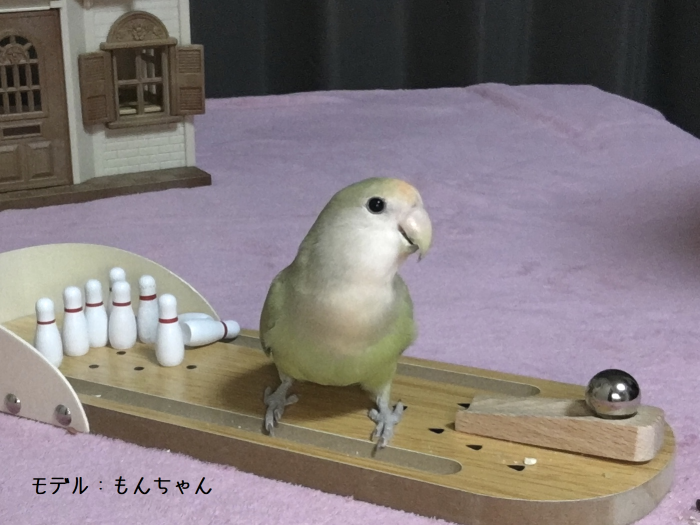 クリッカートレーニングに♪知育トイ◇鳥さん専用ボウリングセット※お