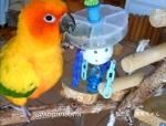 Ȥޤˤե쥤󥰥ȥԥ륱