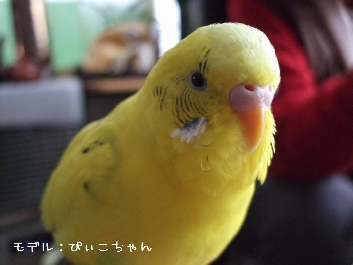 ナチュラルパーチ○カクタスパーチS - とりまに☆鳥さん用品専門店