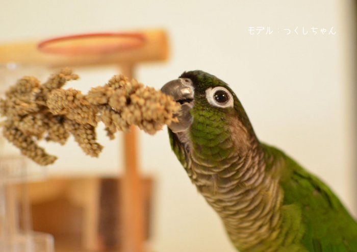 稗 ヒエ 700ｇ 濃かっ （鳥の餌、インコの餌）