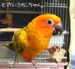 <img class='new_mark_img1' src='https://img.shop-pro.jp/img/new/icons57.gif' style='border:none;display:inline;margin:0px;padding:0px;width:auto;' />ϥɥȥ̤ѡƤ磻󥳥륯ŷ륯ˣĥå