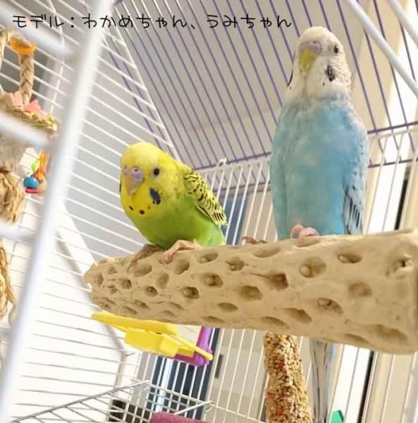 サプリメントの止まり木○マヌブロックパーチL（シロハラインコ ...