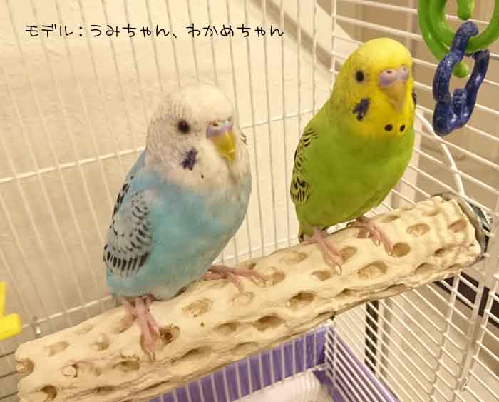 サプリメントの止まり木○マヌブロックパーチL（シロハラインコ