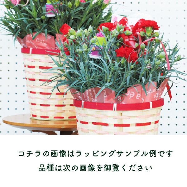 母の日ギフト カーネーションの花鉢 ピンク 花菊 花テラス Online Shop 広島のフラワーショップ