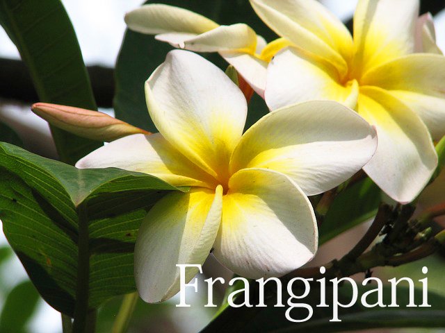 咲いているフランジパニ、プルメリアイメージ