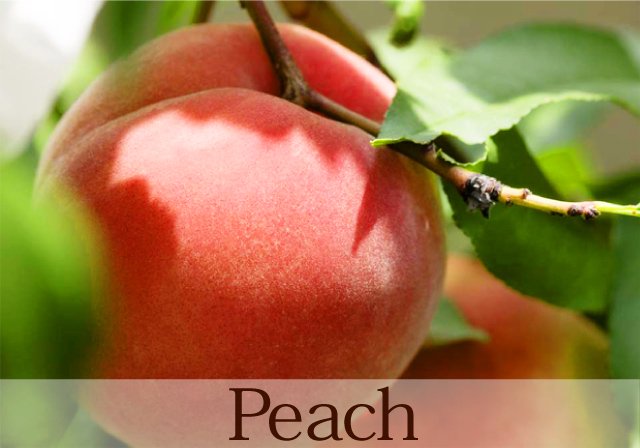 桃Peachイメージ