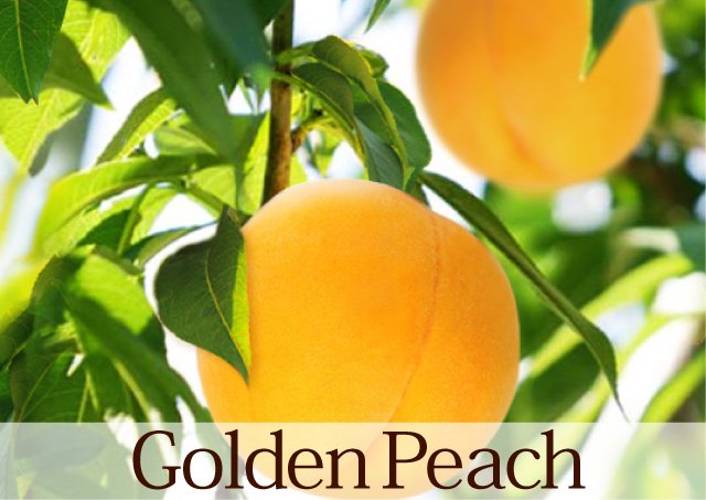 黄金桃Golden Peachイメージ