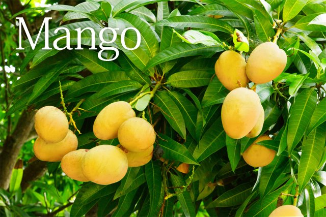 マンゴーの木、写真イメージ