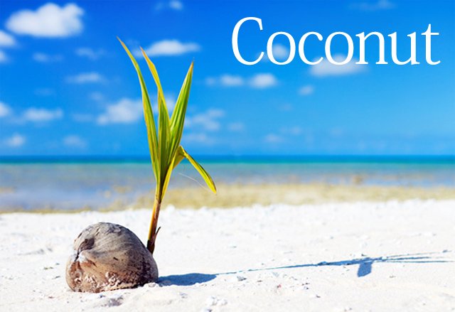 海辺のココナッツイメージ