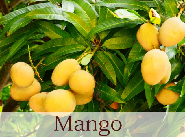 マンゴーmangoイメージ