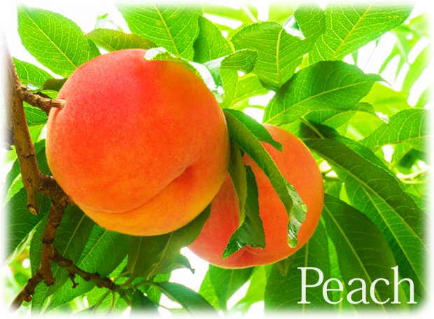 桃の果実写真イメージ