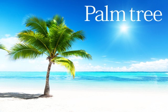 パームツリー 椰子の木写真イメージ