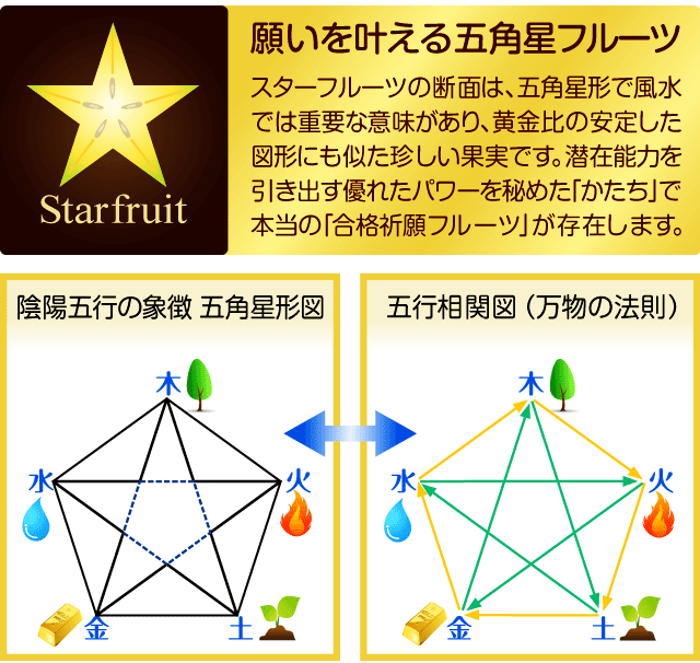 Starfruit 願いを叶える五角星フルーツ スターフルーツの断面は、五角星形で風水では重要な意味があり、黄金比の安定した図形にも似た珍しい果実です。潜在能力を引き出す優れたパワーを秘めた「かたち」で本当の「合格祈願フルーツ」が存在します。