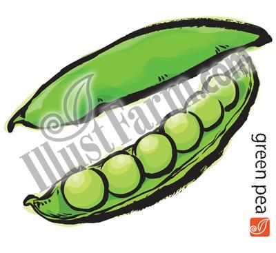 筆調グリーンピースイラスト Illustfarm Com 果物 野菜専門のイラスト販売