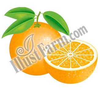 オレンジイラスト素材 Illustfarm Com 果物 野菜専門のイラスト販売