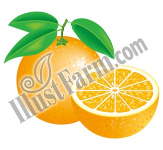 オレンジイラストベクター素材 Illustfarm Com 果物 野菜専門のイラスト販売