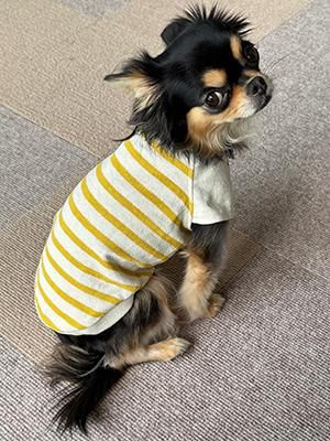 ギャラリー画像テンちゃん1