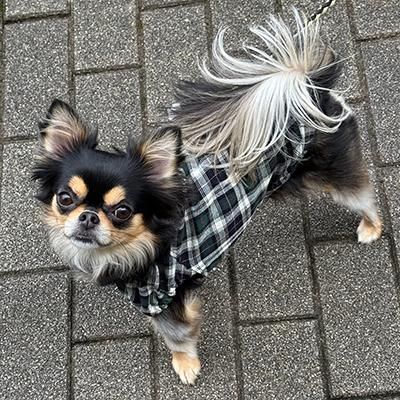 ギャラリー画像テンちゃん2