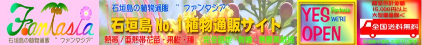 石垣島の植物通販　”ファンタジア”