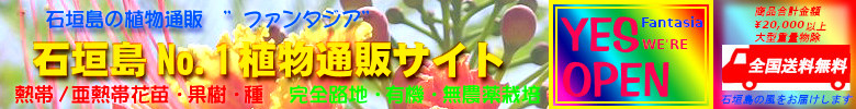 石垣島の植物通販　”ファンタジア”