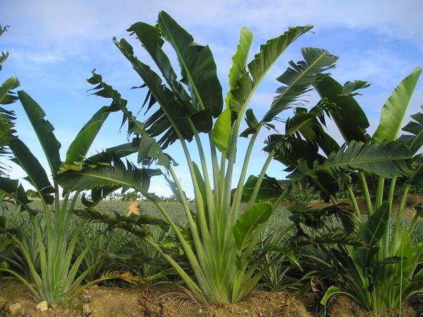 あす楽対応】 オオギバショウ、旅人の木ガク付き 植物/観葉植物 