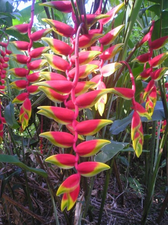 ヘリコニア ロストラータ Heliconia Rostrataの種苗 ヘリコニア ロストラータ Heliconia Rostrataの種苗