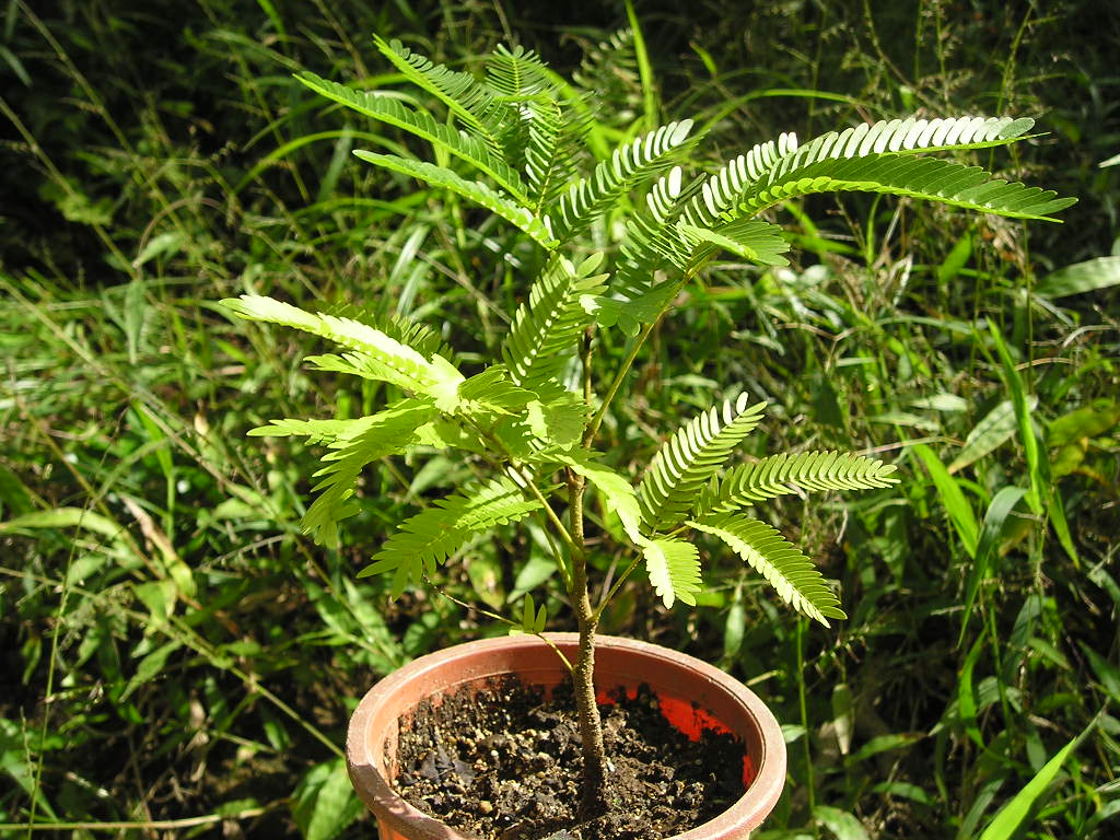 エバーフレッシュ：Pithecellobium confertumの種苗