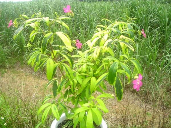 斑入りラベニア・スペクタビリスの種苗