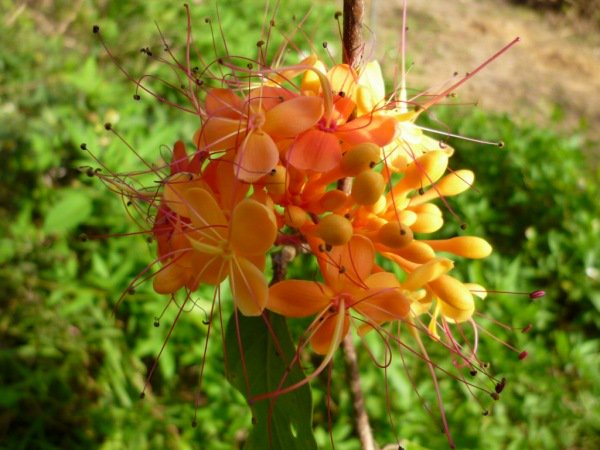 無憂樹（サラカ・インディカ）の種苗