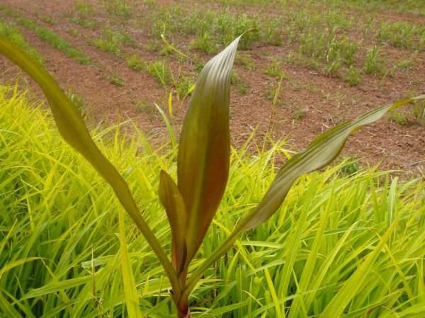 銅葉ハマユウの種苗