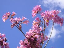 石垣島の植物通販＞花木