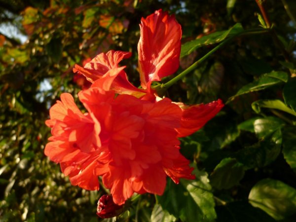 ハイビスカス フラミンゴレッド 根付き苗一株 ハイビスカス