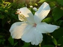 石垣島の植物通販>花木 石垣島の植物通販>花木